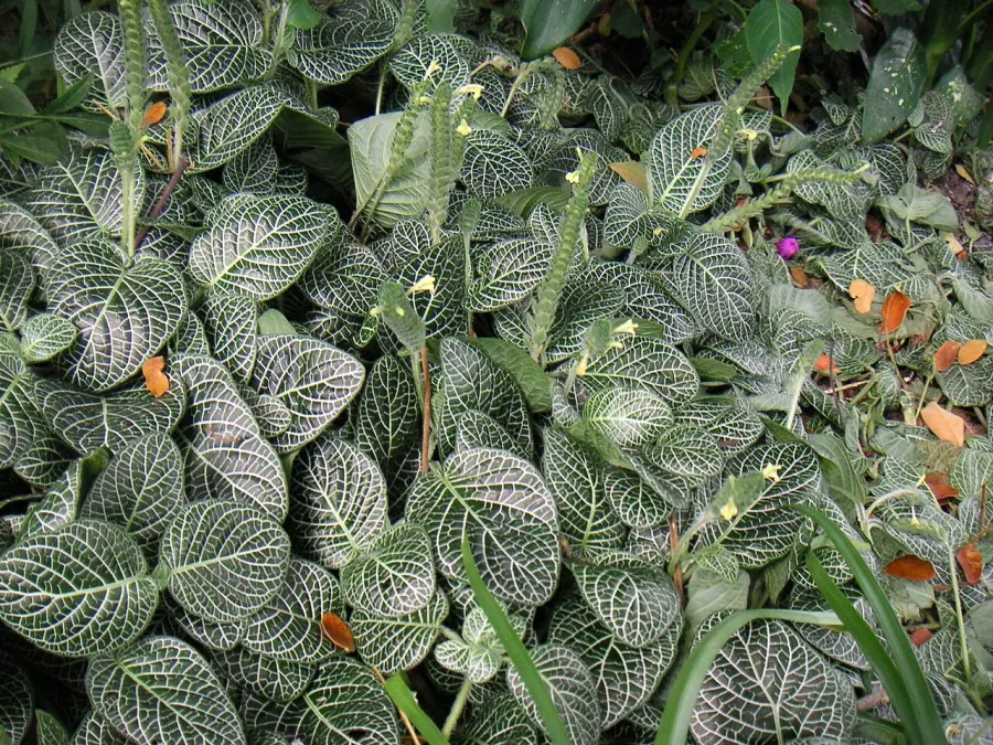 The Fittonia albivenis card