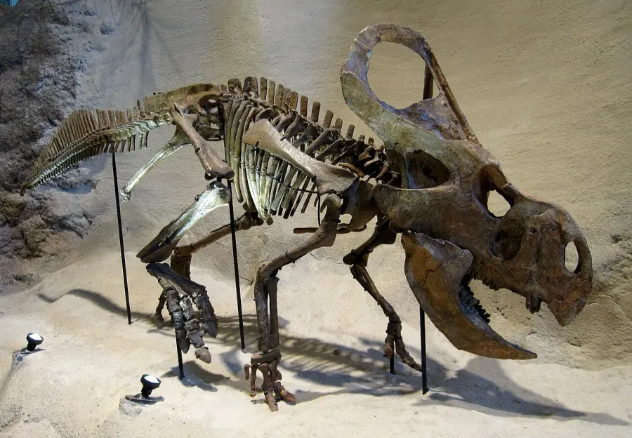 La carte Protoceratops