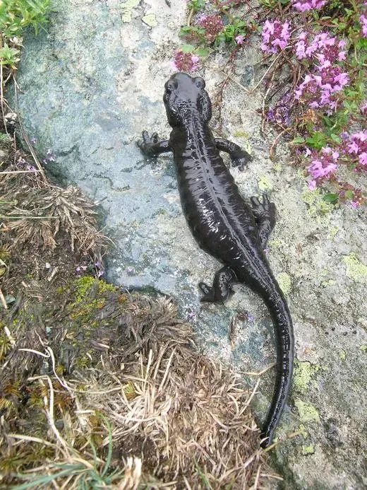 La carte Salamandre de Lanza