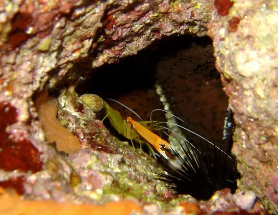 La carte Stenopodidae