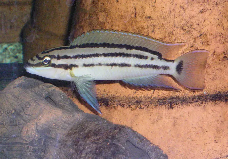 La carte Chalinochromis