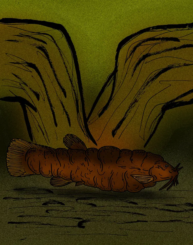 La carte Rhizosomichthys totae