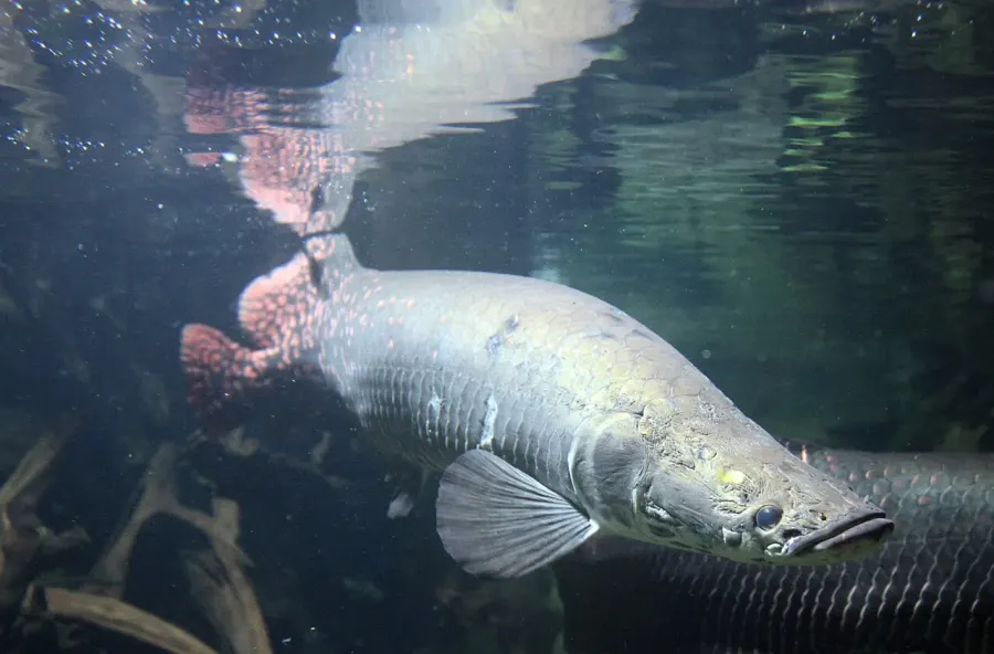 La carte Arapaima gigas