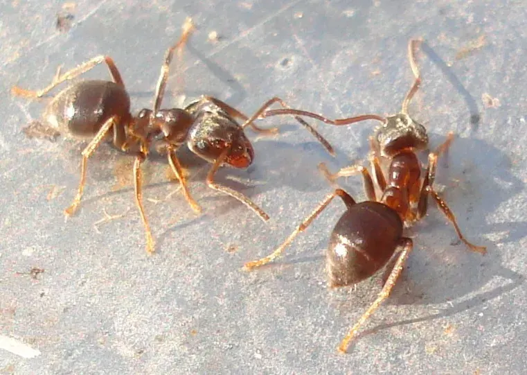 The Lasius alienus card