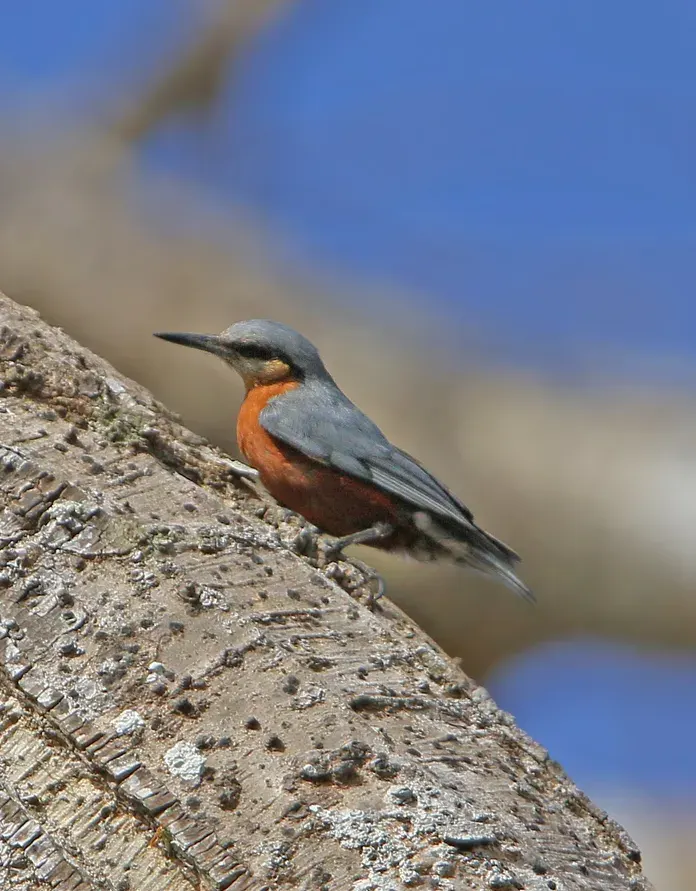 The Burmese nuthatch card