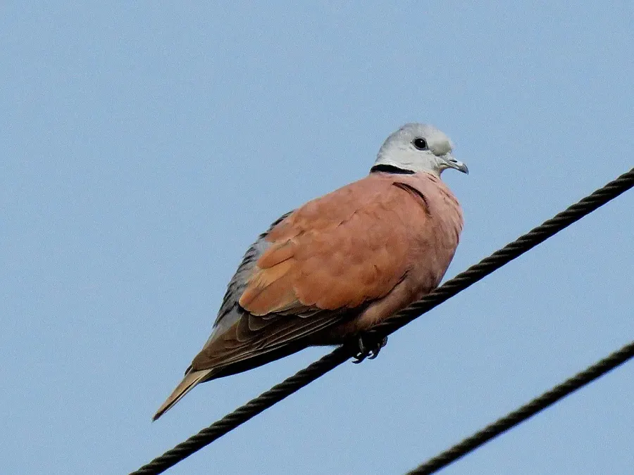 The Red collared dove card