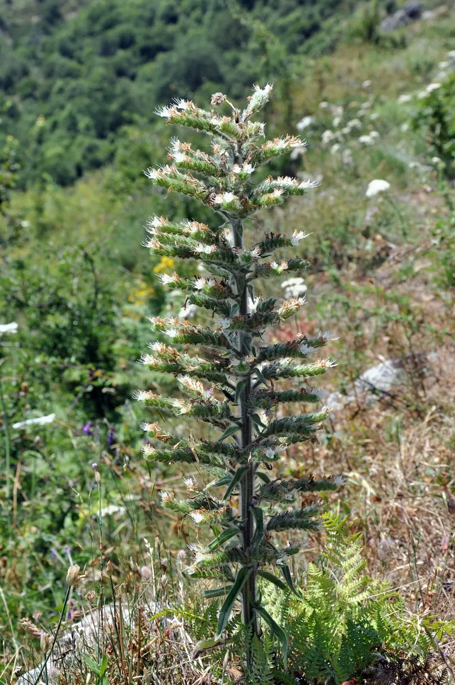 La carte Echium italicum