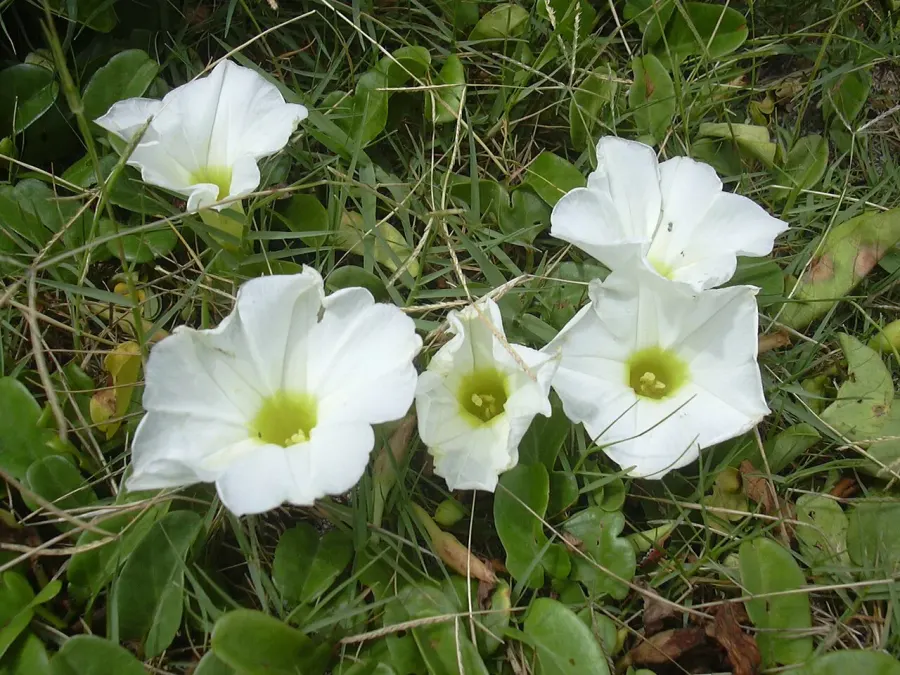 La carte Convolvulaceae