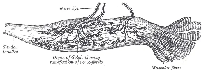 La carte Organe tendineux de Golgi