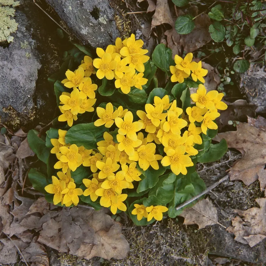 La carte Ranunculaceae