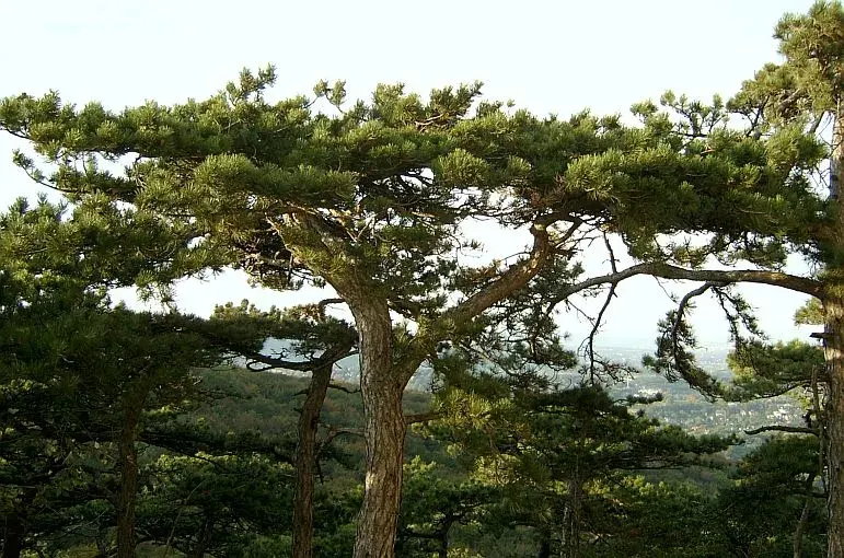 The Pinus nigra card