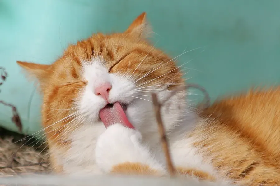 La carte Chat