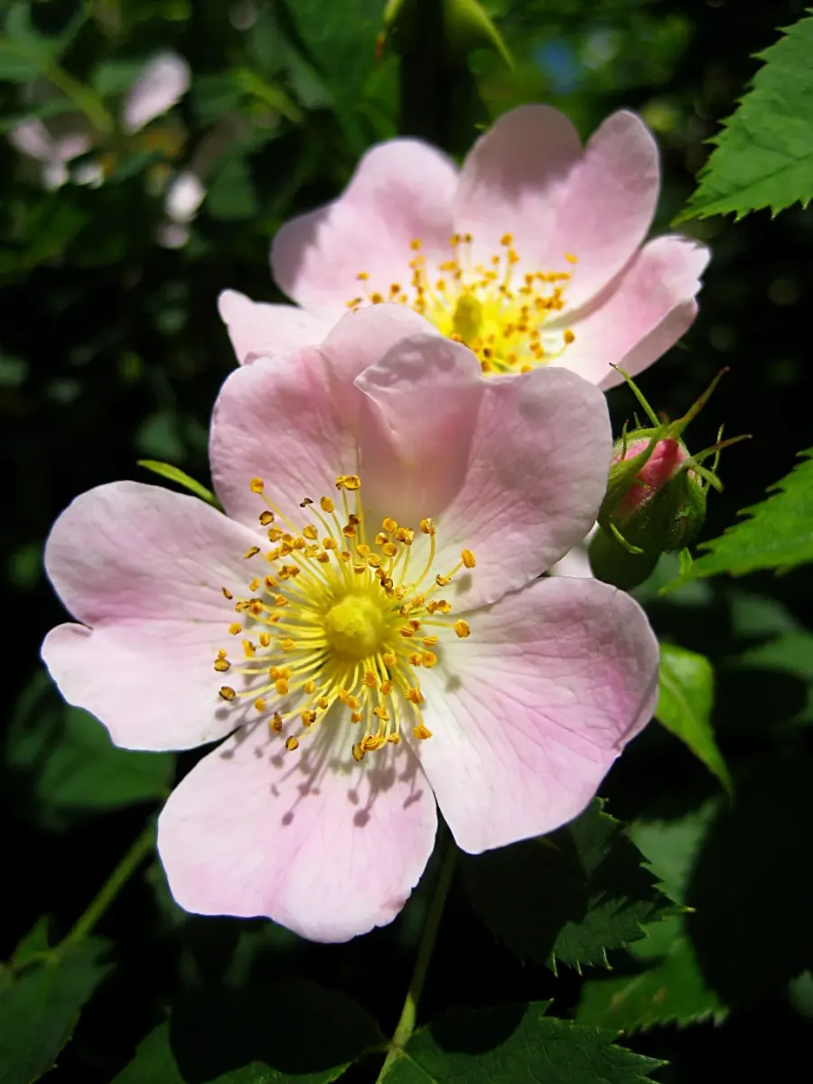 The Rosa canina card