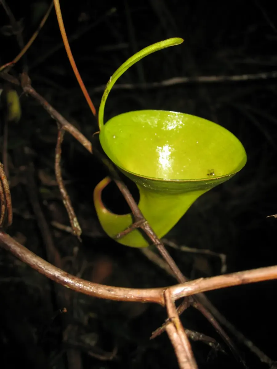 La carte Nepenthes inermis
