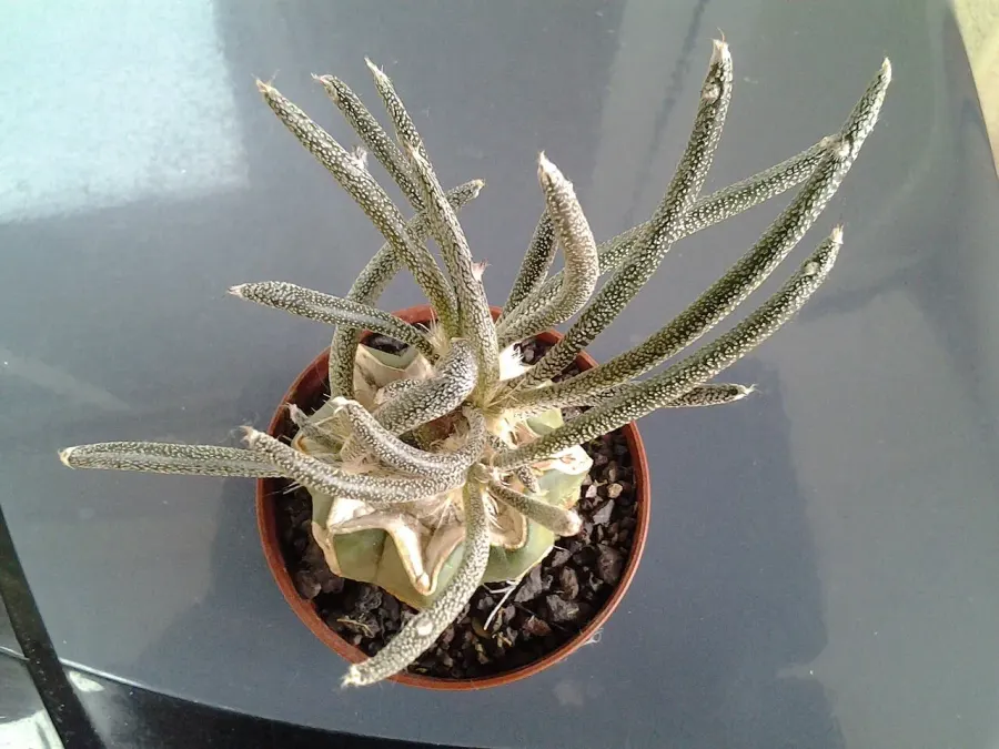 The Astrophytum caput-medusae card
