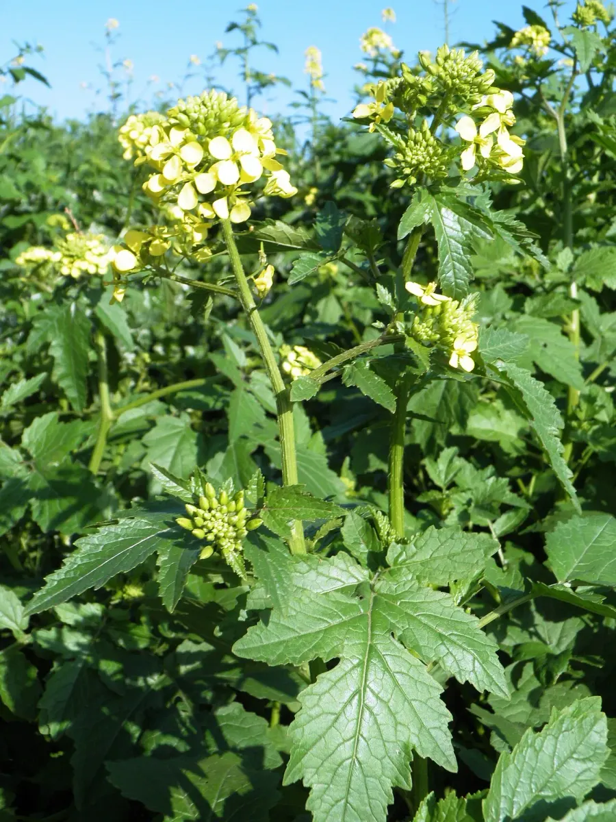The White mustard card