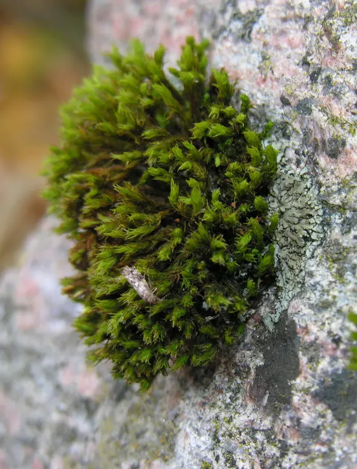 The Orthotrichum card