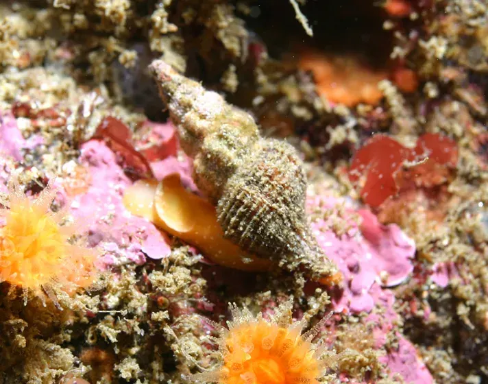 The Fasciolariidae card