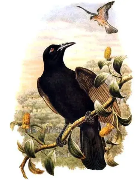 The Paradise-crow card
