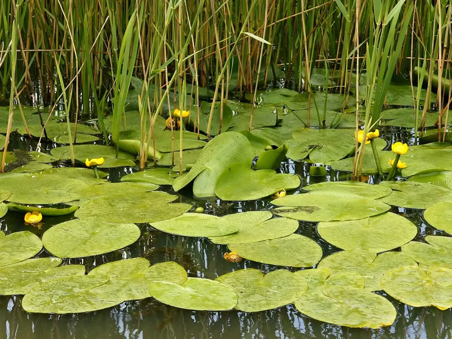 The Nuphar lutea card