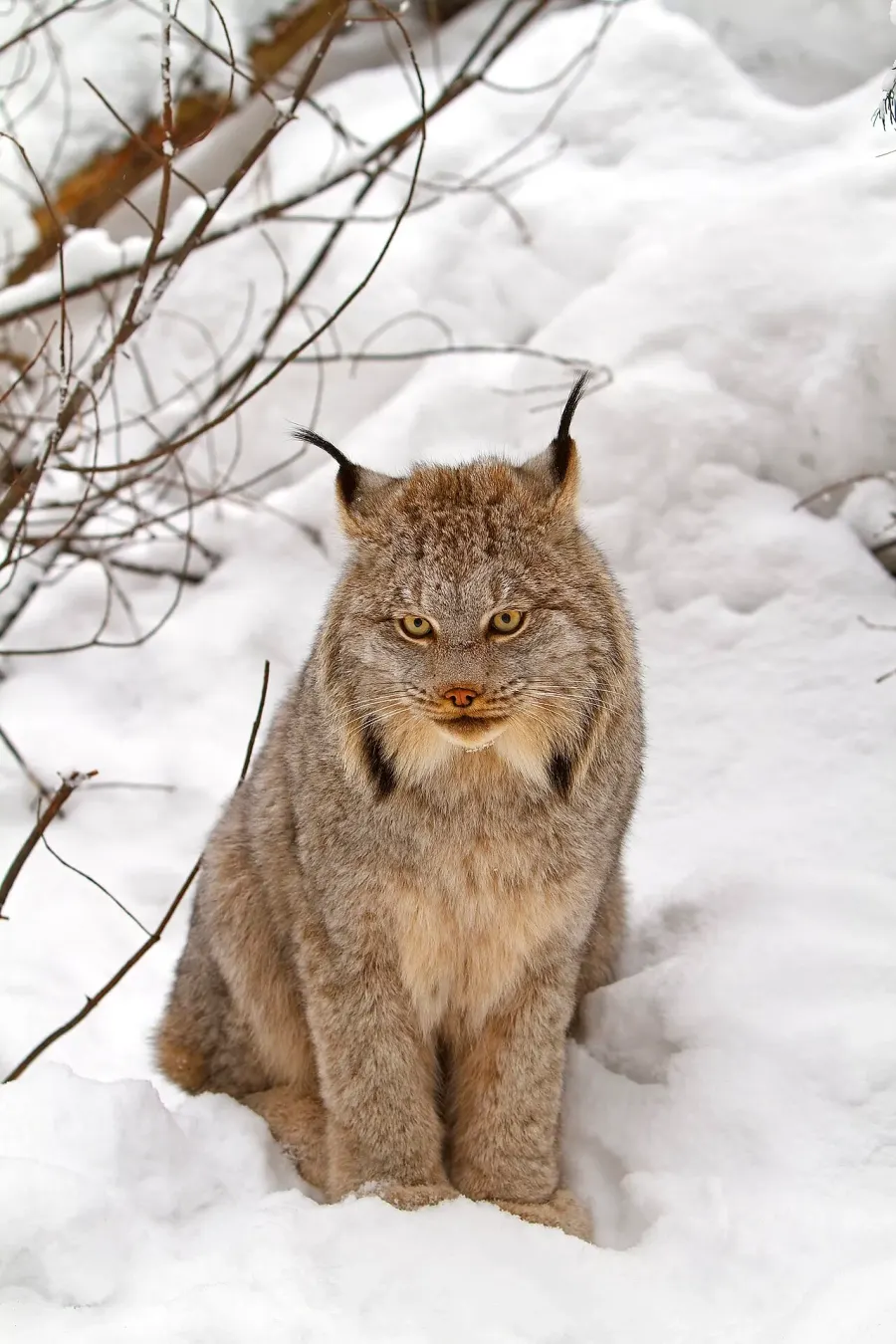 La carte Lynx du Canada