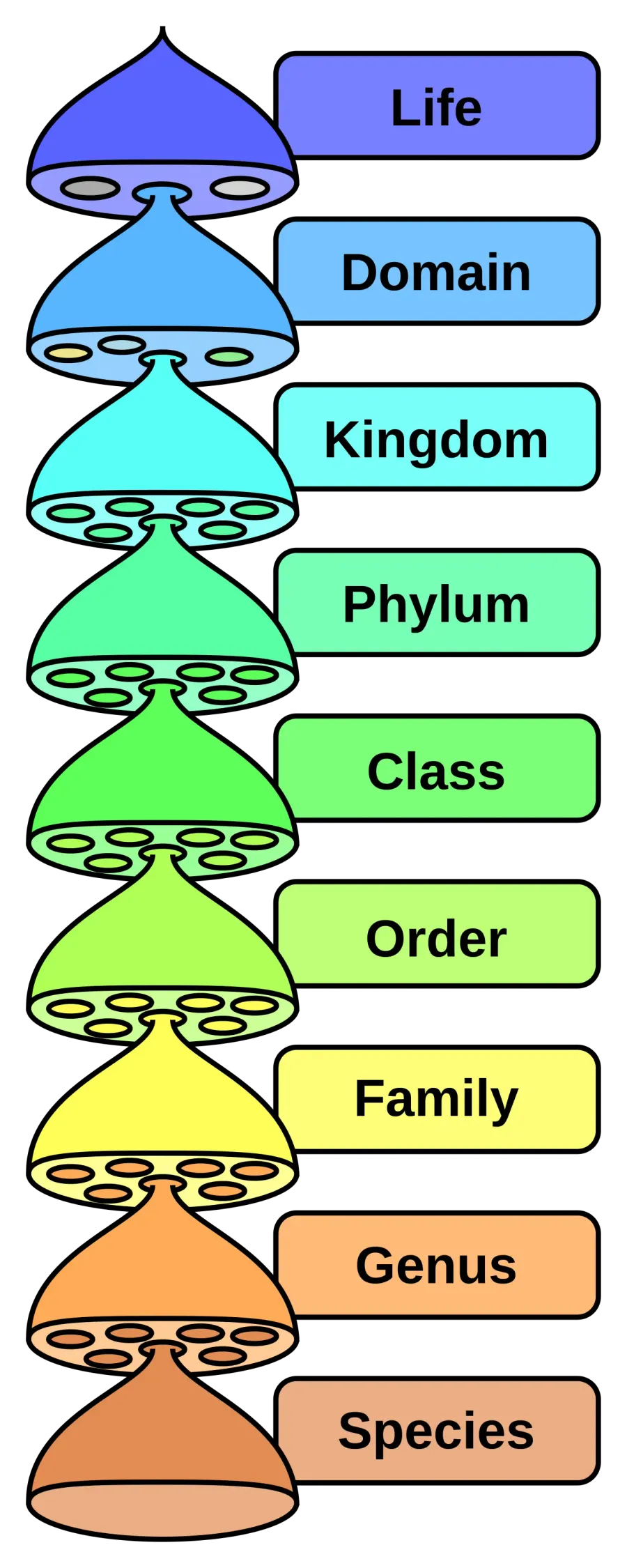 The Domain card