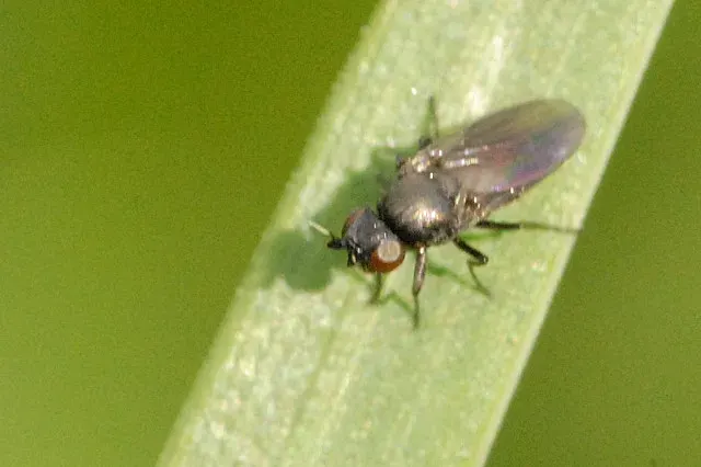 The Oscinella frit card