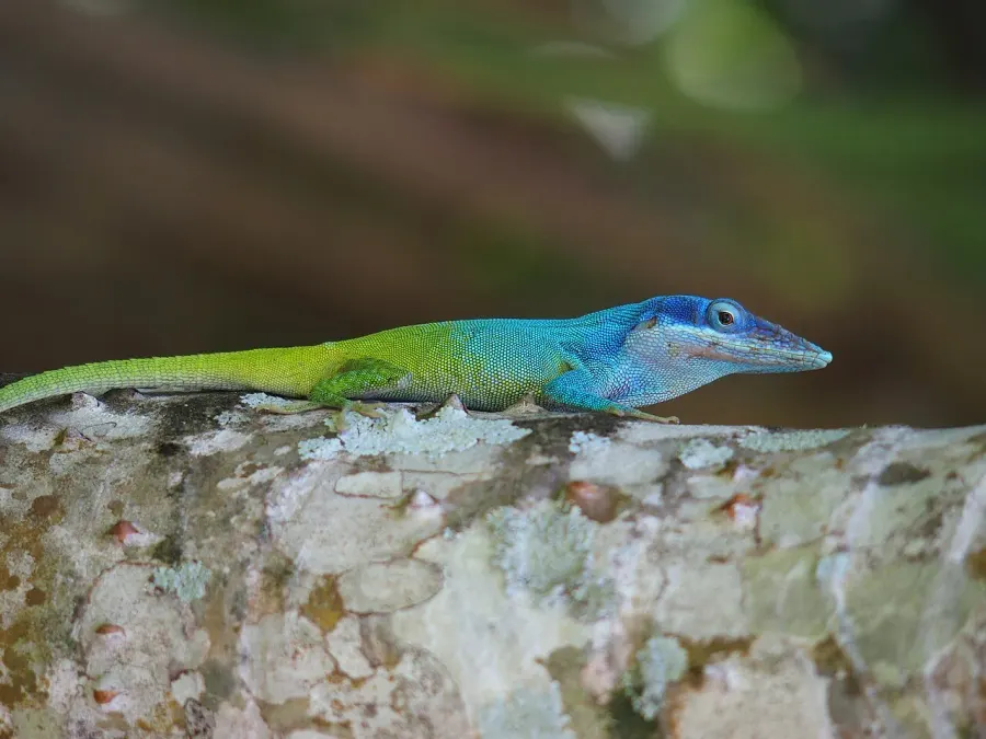 The Anolis allisoni card