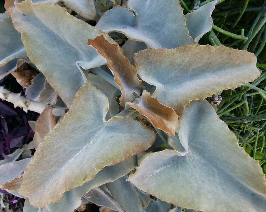 The Kalanchoe beharensis card
