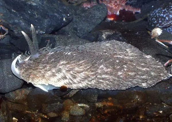The Aeolidiidae card