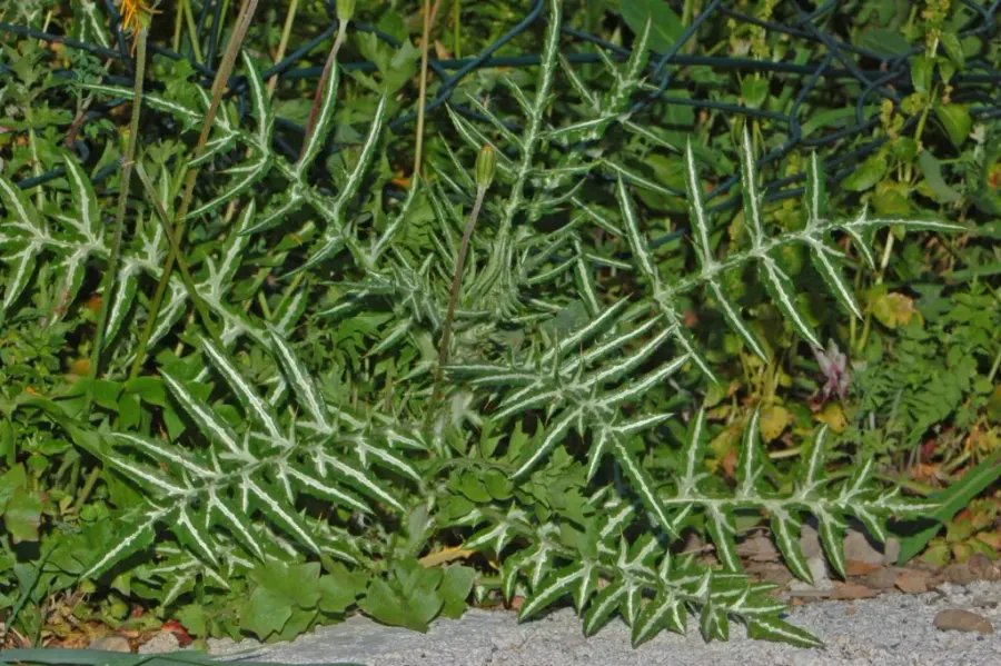 La carte Galactites tomentosa