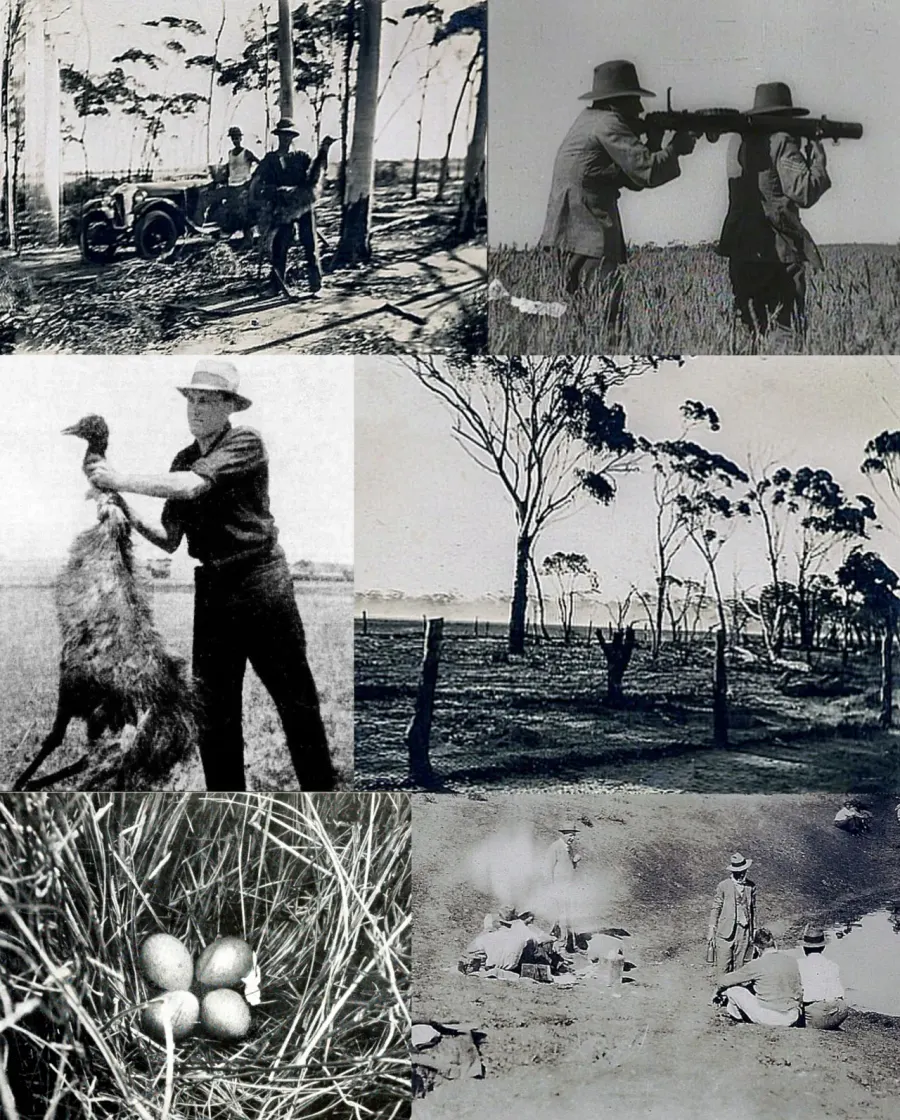 The Emu War card