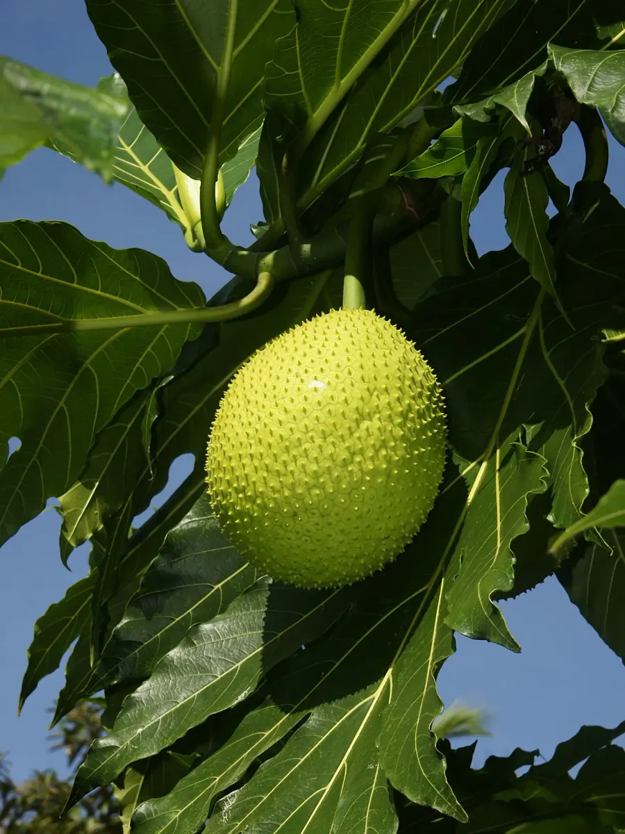 The Breadfruit card