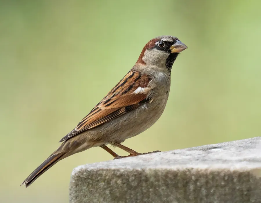 The House sparrow card