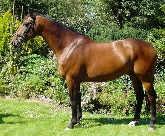 The Dutch Warmblood card