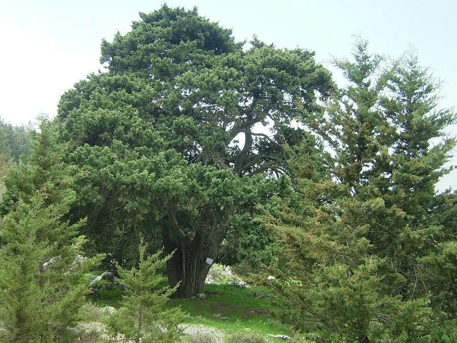 The Cupressus card