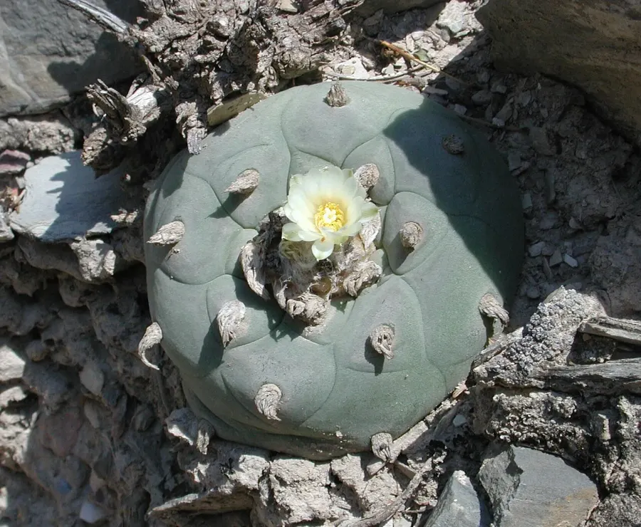 La carte Lophophora diffusa