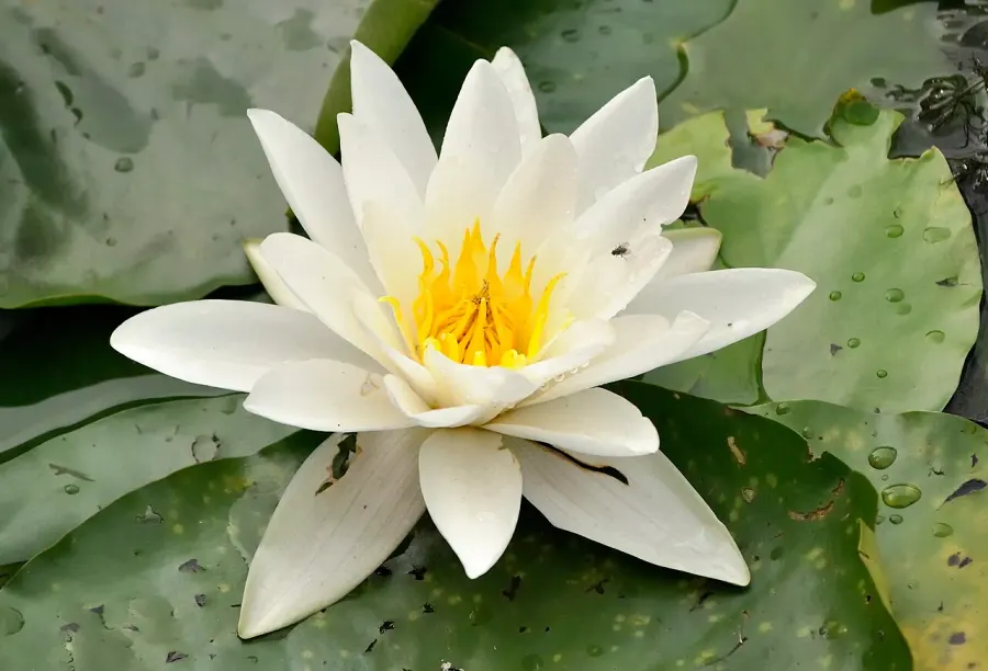 The Nymphaea alba card