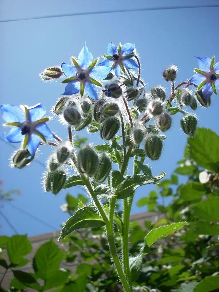 La carte Bourrache officinale