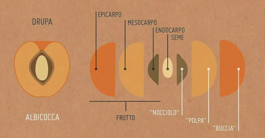 La carte Drupe