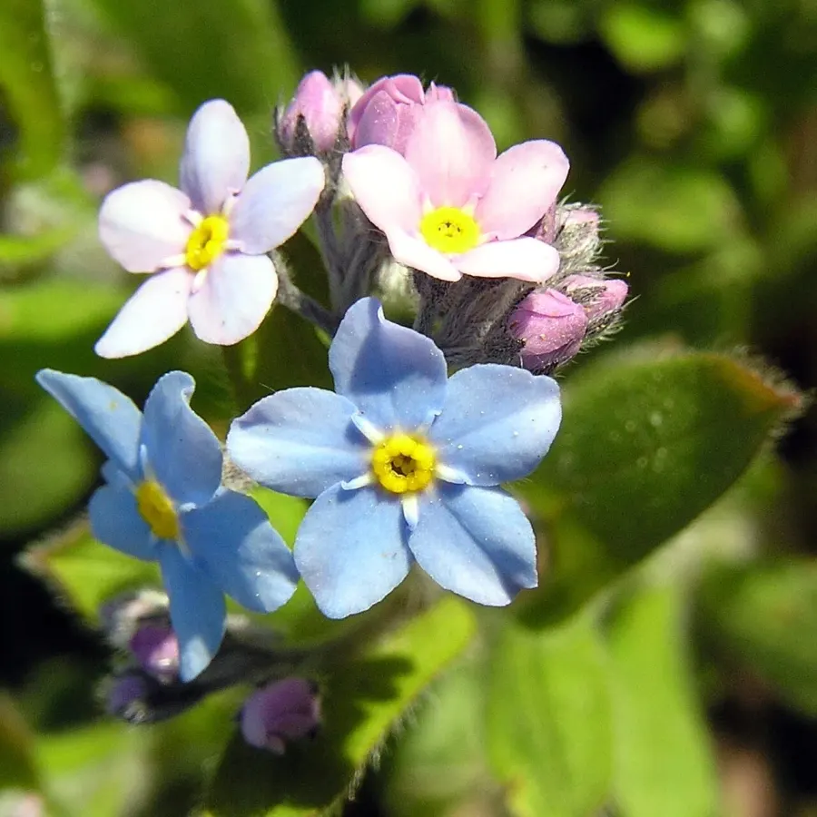 La carte Myosotis