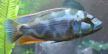 La carte Nimbochromis livingstonii