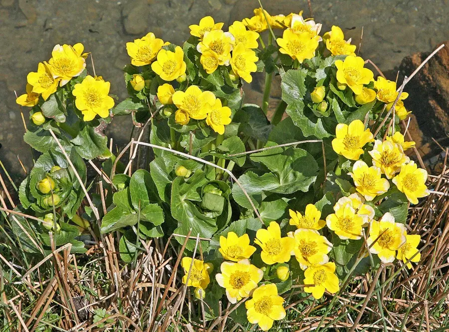 The Caltha palustris card
