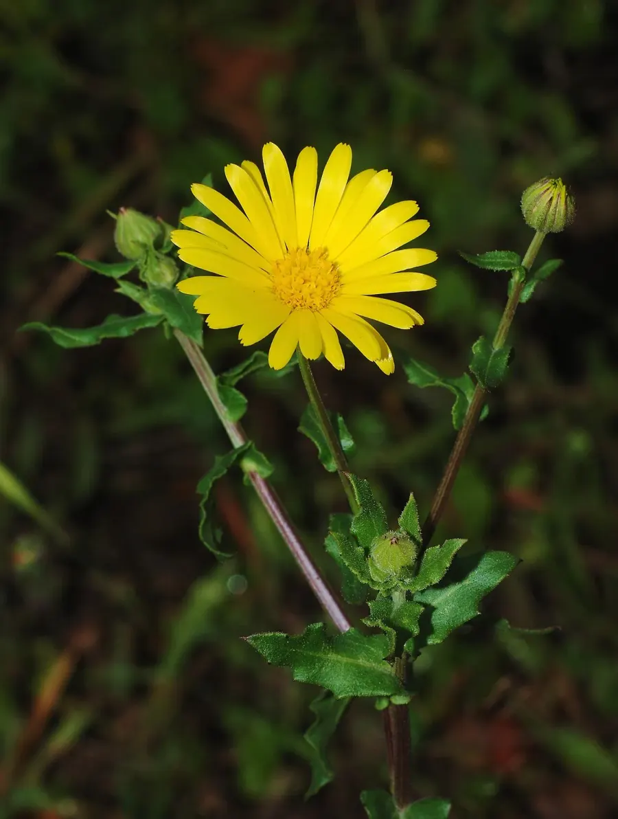 The Calendula card