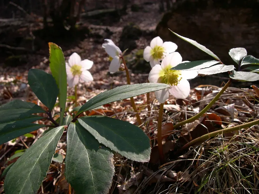 The Hellebore card