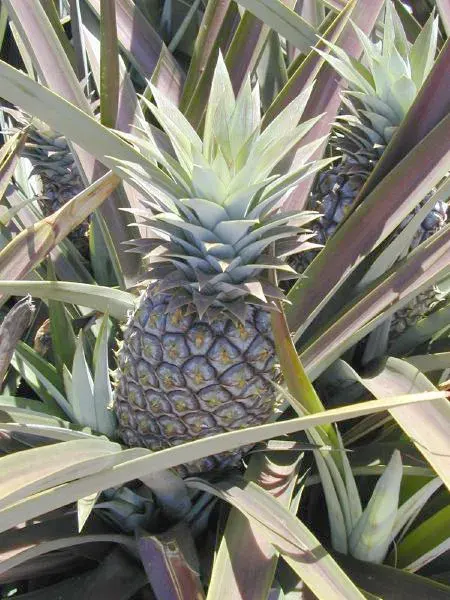 The Ananas card