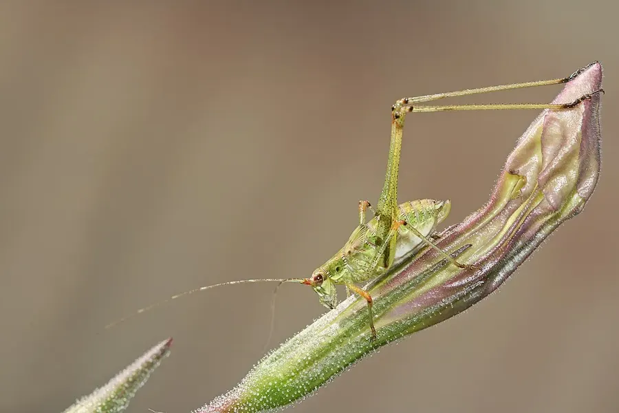 La carte Phaneroptera