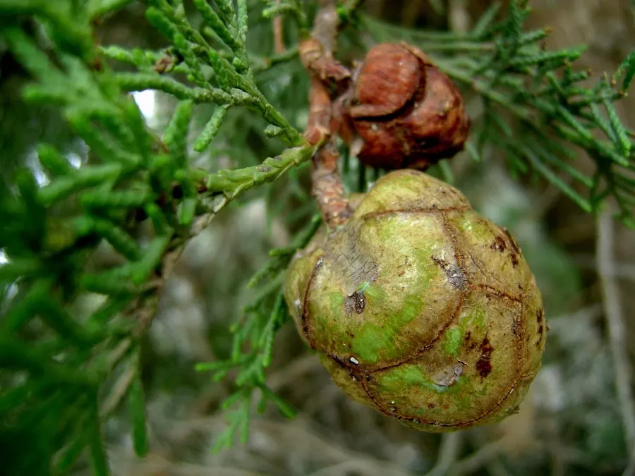 La carte Cupressus sempervirens