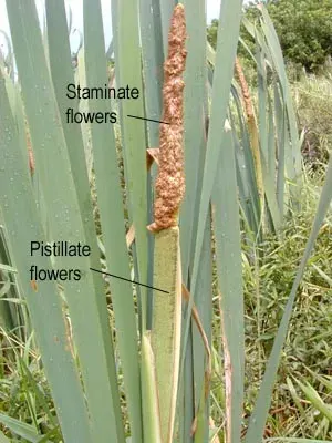 La carte Typha latifolia