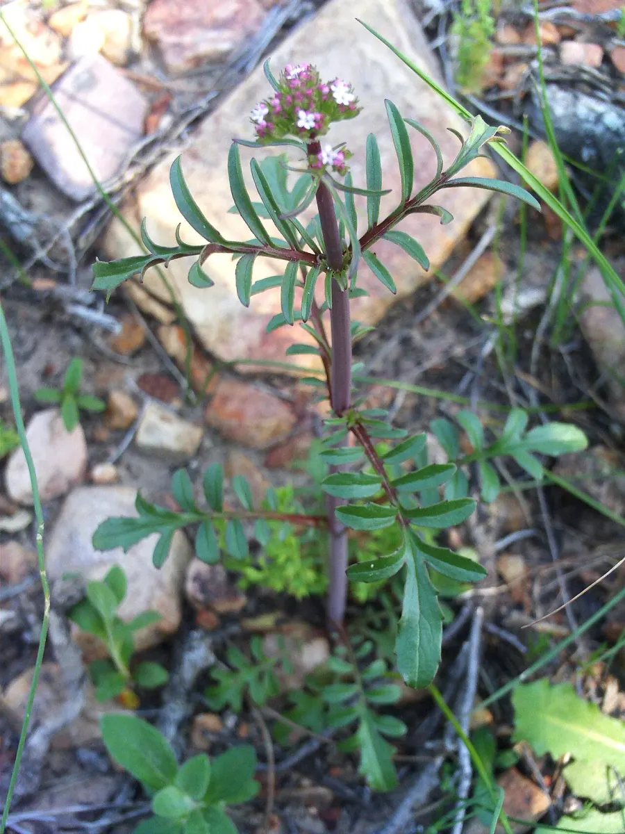The Centranthus calcitrapae card